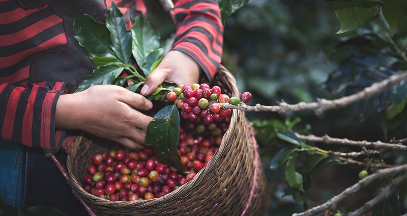 arabica-coffee-berries