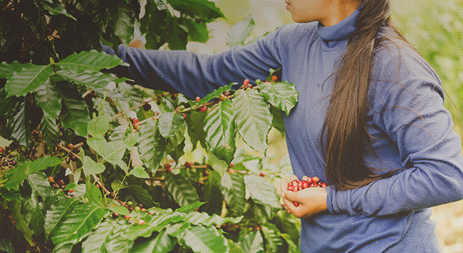 Women in coffee: To νέο παγκόσμιο κίνημα