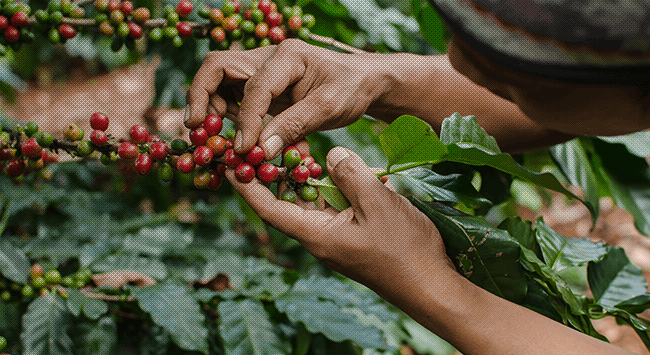 Arabica VS Robusta: 5 βασικές διαφορές